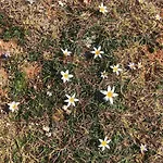 Laurus Premantura