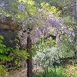 Laurus