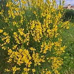 Laurus *