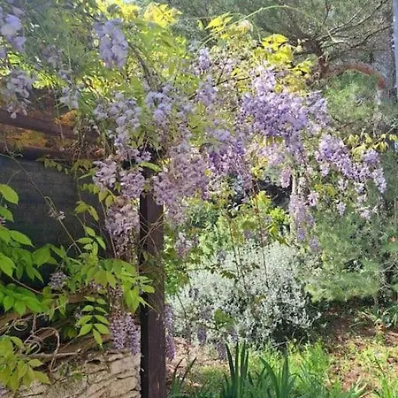 Laurus