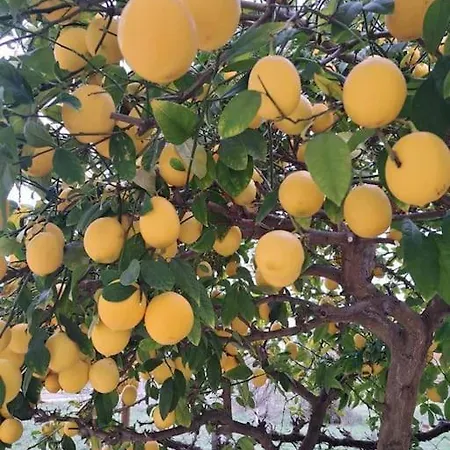 Laurus Apartman Premantura