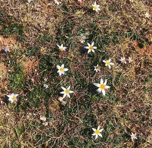 Laurus Premantura