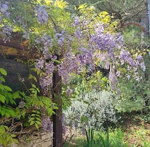 Laurus