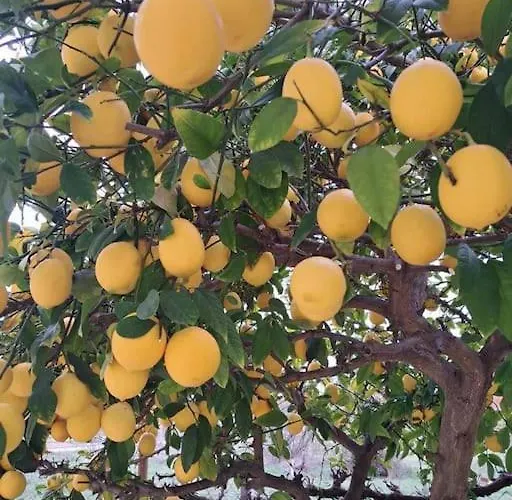 Laurus Apartman Premantura