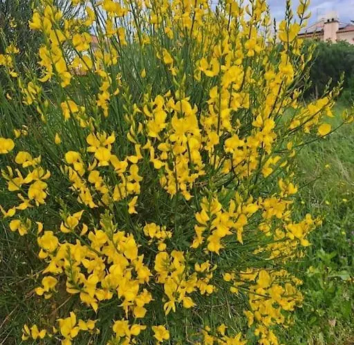 Laurus *