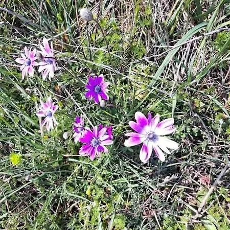 Appartement Laurus *