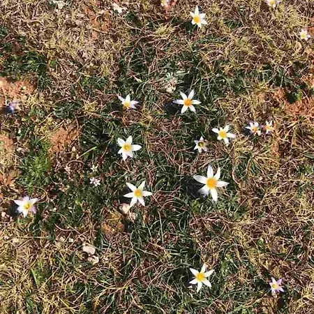 Laurus 普莱曼图拉