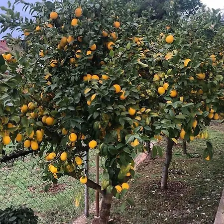 Laurus Apartamento Premantura
