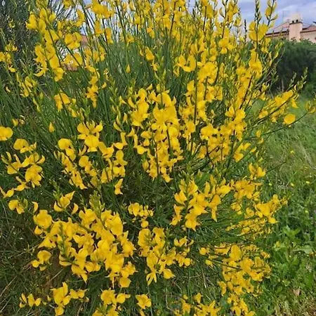 Laurus *