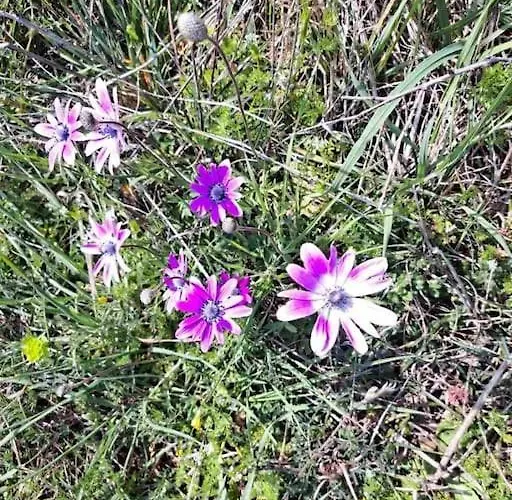 Appartement Laurus *